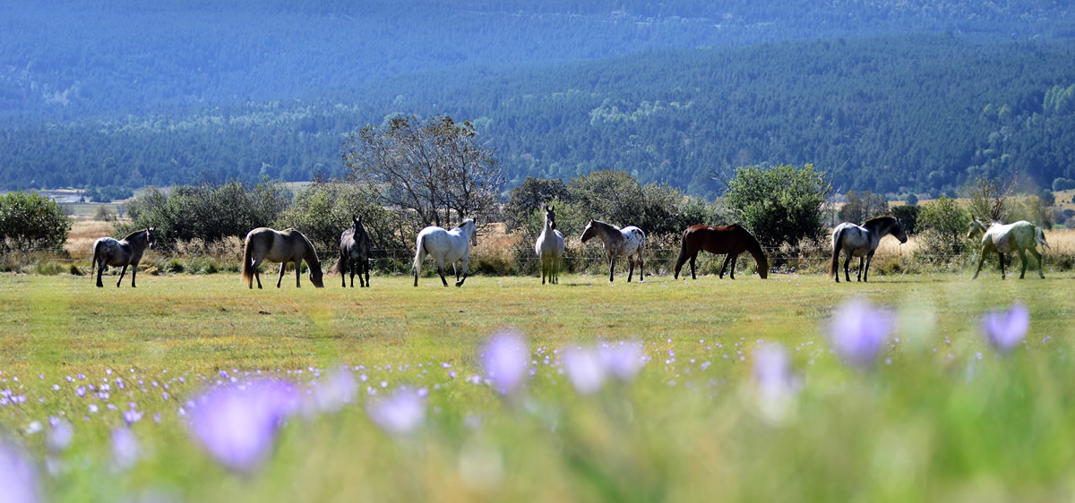 Contact - Triplegalop.fr